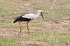 J16_1278 White Stork